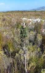 Phaenocoma prolifera