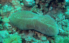 Ctenactis