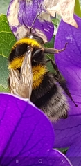Bombus hortorum