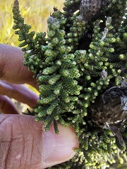 Phaenocoma prolifera