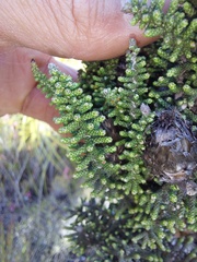 Phaenocoma prolifera