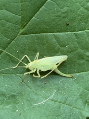 Meconema thalassinum