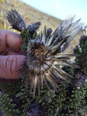 Phaenocoma prolifera