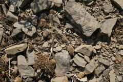 Crocus angustifolius