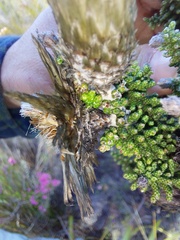 Phaenocoma prolifera