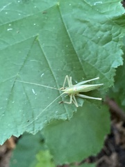 Meconema thalassinum