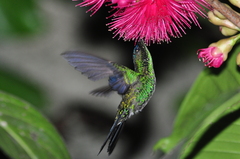 Thalurania glaucopis