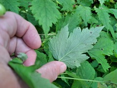 Actaea rubra neglecta