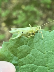 Meconema thalassinum