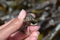 Calliostoma zizyphinum