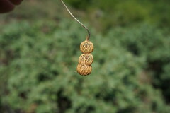 Crocus angustifolius