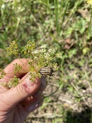 Graphosoma italicum italicum