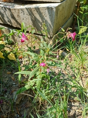 Impatiens glandulifera