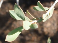 Melaleuca macronychia