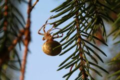 Araneus marmoreus