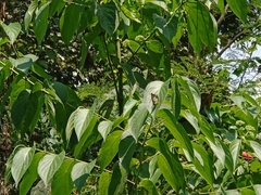 Polyura athamas