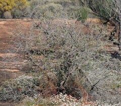 Melaleuca macronychia