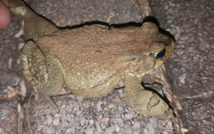 Sclerophrys capensis