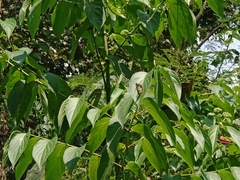 Polyura athamas
