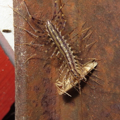 Scutigera coleoptrata
