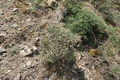 Genista verae