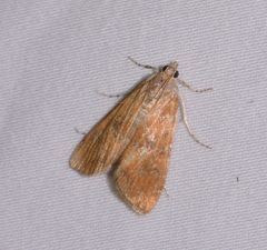 Elophila gyralis
