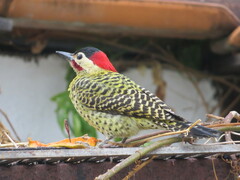 Colaptes melanochloros