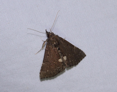 Hypena bijugalis