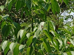 Polyura athamas