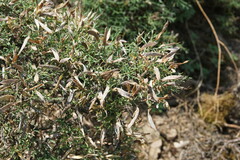 Genista verae