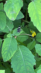 Trichodezia albovittata