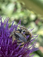 Apoidea
