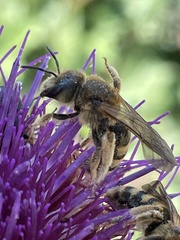 Apoidea