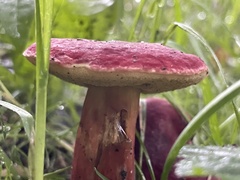 Hortiboletus rubellus