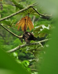 Cathartes burrovianus