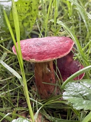 Hortiboletus rubellus