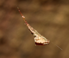 Uloborus plumipes