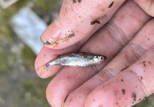 Malayan minnow (Malayochela maassi) — Cyprinidae