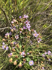 Symphyotrichum laeve