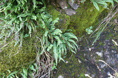 Asplenium trichomanes