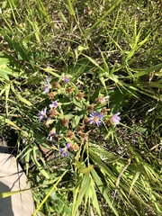 Symphyotrichum laeve