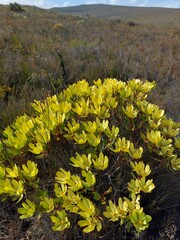 Leucadendron gandogeri