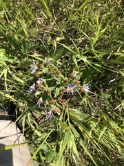 Symphyotrichum laeve