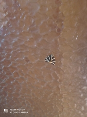 Euplagia quadripunctaria