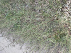 Artemisia marschalliana