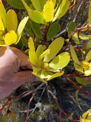 Leucadendron gandogeri