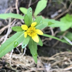 Bidens cernua