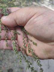 Artemisia marschalliana
