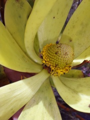 Leucadendron gandogeri
