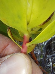 Leucadendron gandogeri